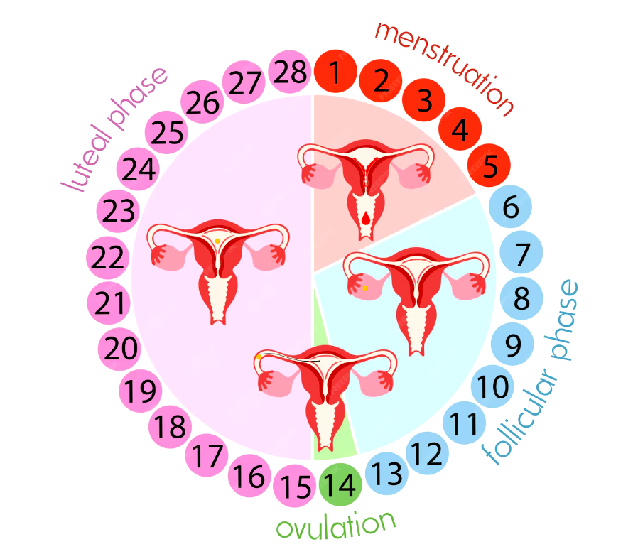 Cycle menstruel