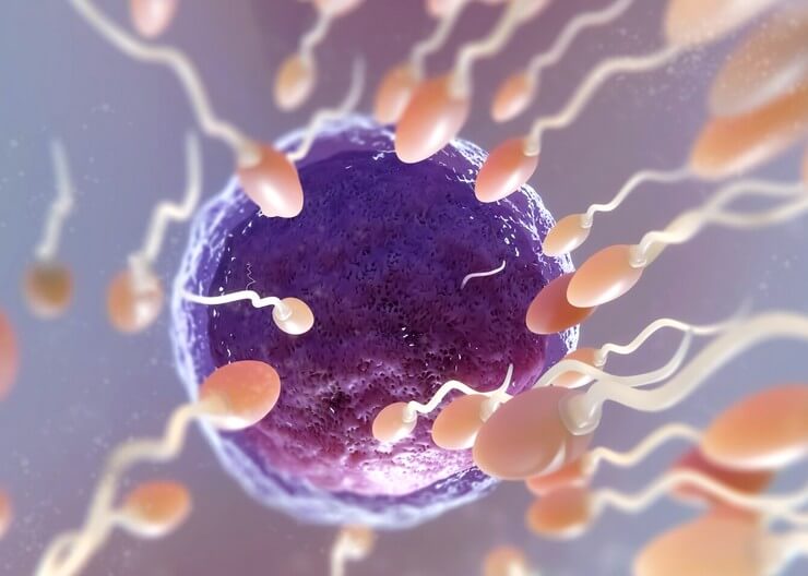 Spertatozoide, ovulation